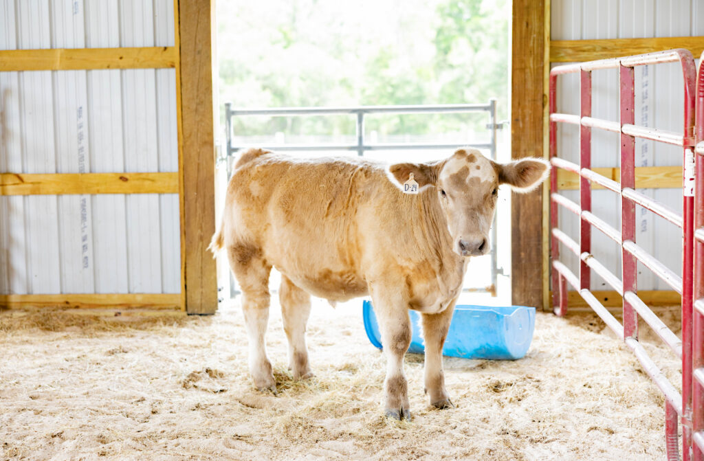 Calf standing inside a custom livestock pole barn with metal siding and gated stall built by Southern Pro Pole Barns & Buildings